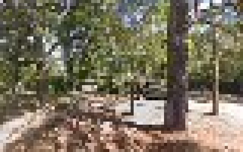 24 Hour Emergency Tree And Welding Service